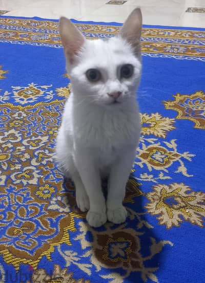قطة للتبني