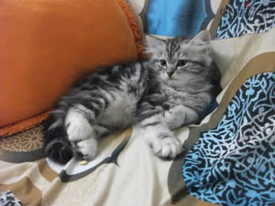 Siberian-Persian Cat
