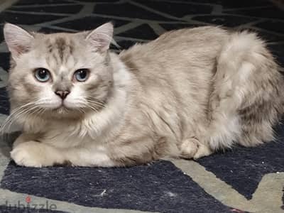 Persian cat