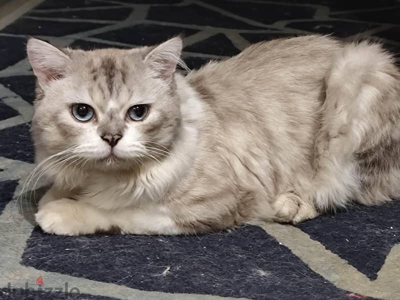 Persian cat 1