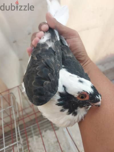 شابة مكفتش ولا ريشه
