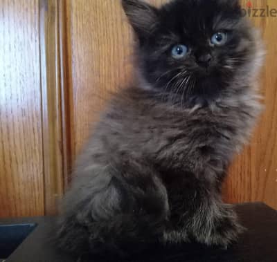 Persian Kitten