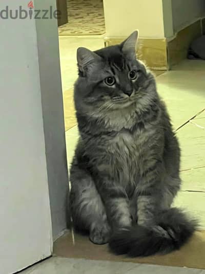 Maine Coon shirazy قط شيرازي مع مينكون جميل