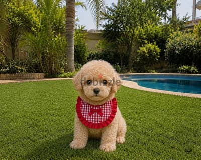 جراوي توي بودل (toy poodle) اصول مستوردة