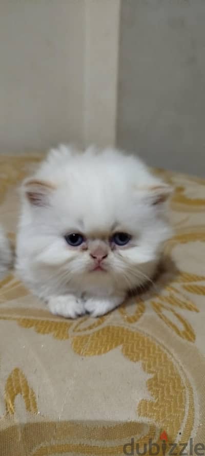 قط بيكى فيس عمر ١٠ شهور