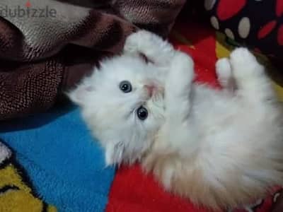ذكور واناث كيتن هيمالايا male female pure