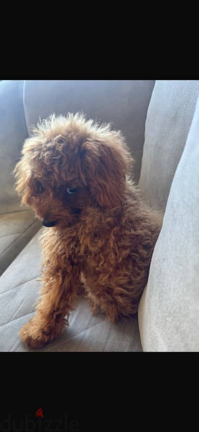 Toy poodle female
