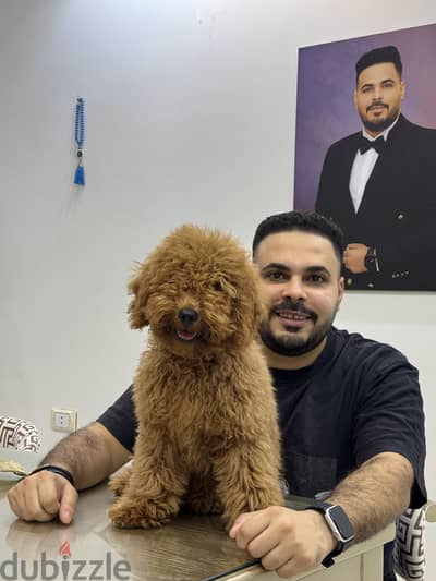 بودل توي بودل toy poodle poodle