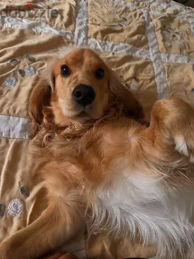 Cocker spaniel