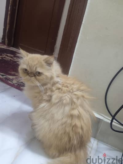 قطه للبيع