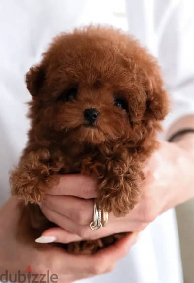 Tea cup poodle