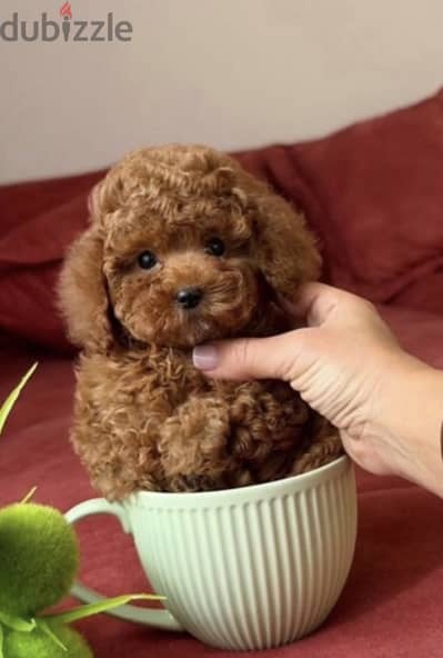 Tea cup poodle  تي كاب