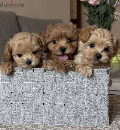 Maltipoo tea cup