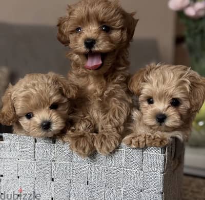 Maltipoo tea cup puppy مالتيبو
