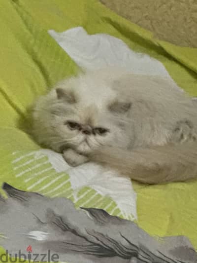 دكر وبنت حامل