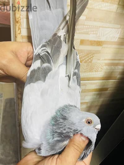 حمام صافي