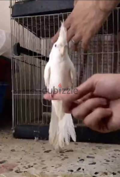 بغبغاء مدرب