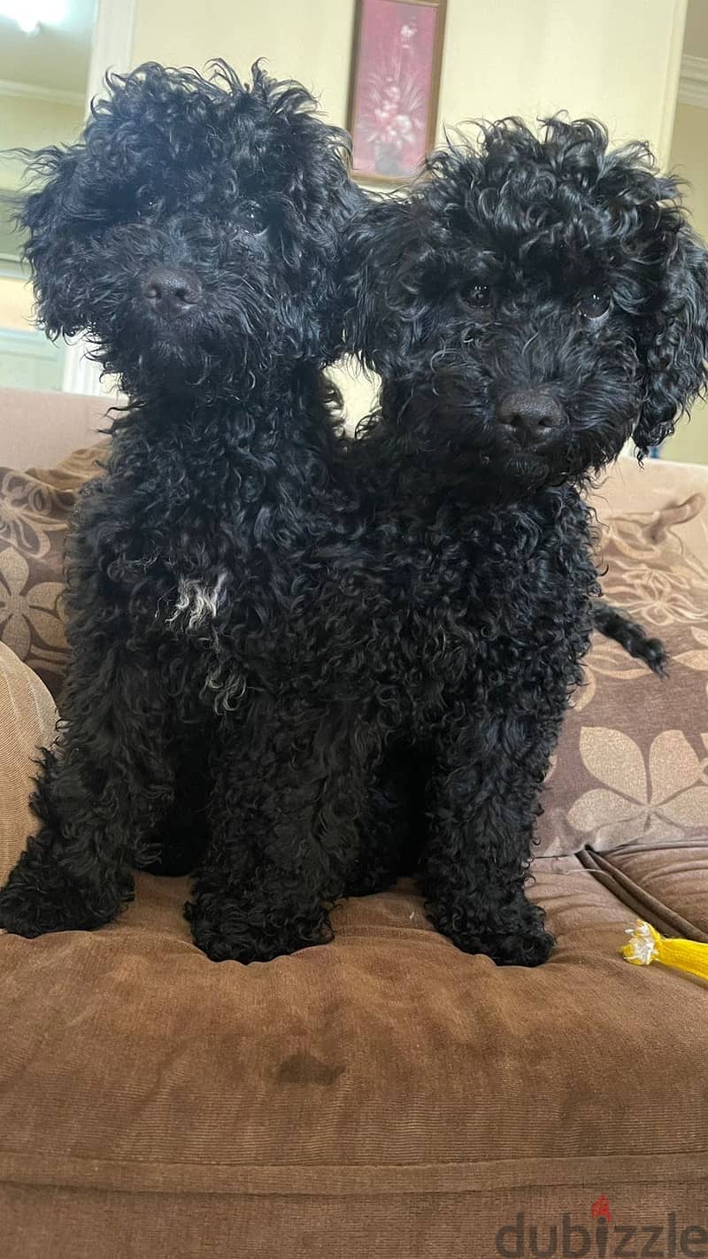 Poodle 1