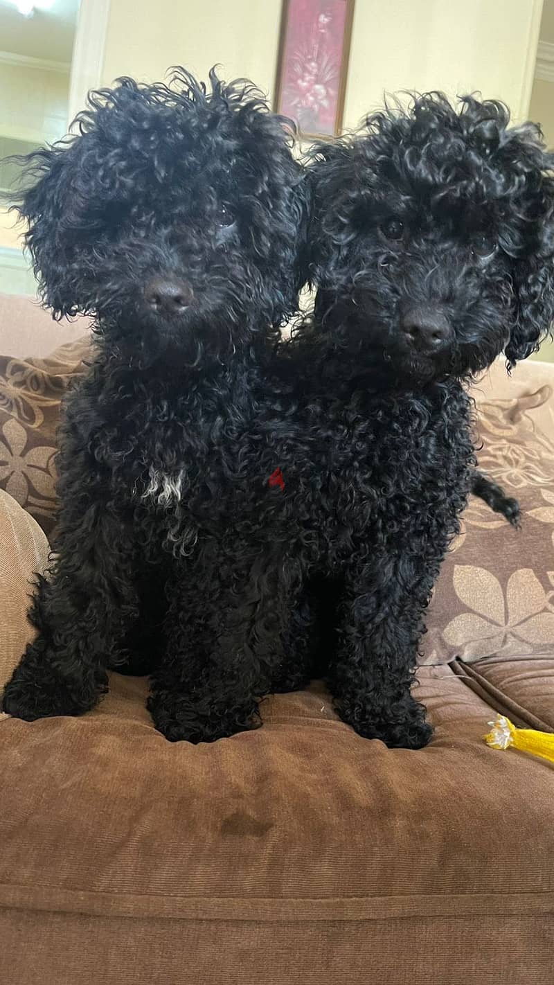 Poodle 3