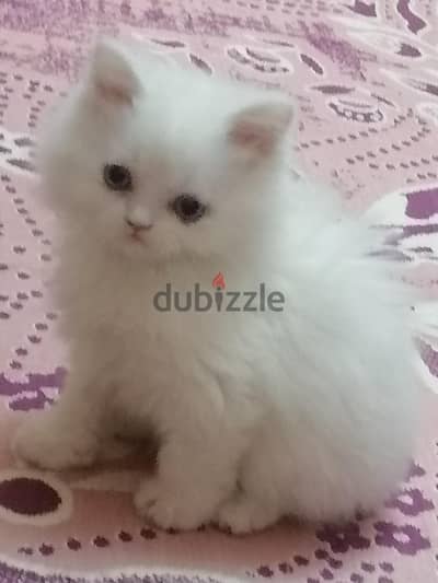 قط شيرازي بيور