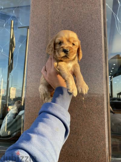 Cocker spaniel كوكر