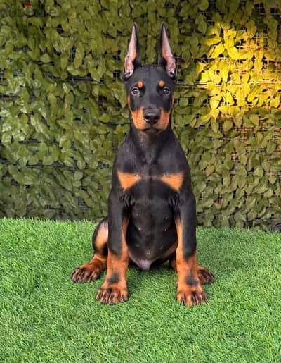 اقوى جراوى دوبرمان مقصوصه اذن وذيل جاهز يروح بيته الجديد doberman