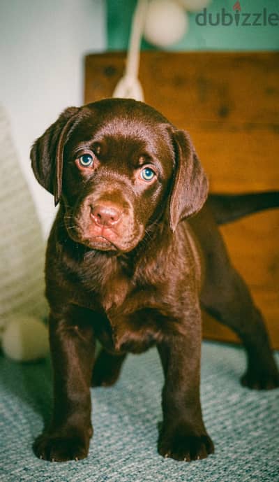 Chocolate Labrador Retreiver Chocolate Labrador Retreiver