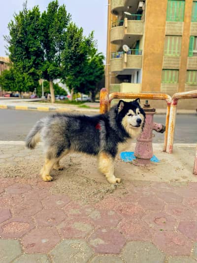 هاسكي