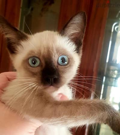 ولد وبنت سيامى قطط سيامي اصيلة Siamese kittens