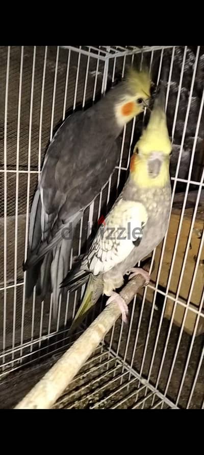 كوكتيل و روز
