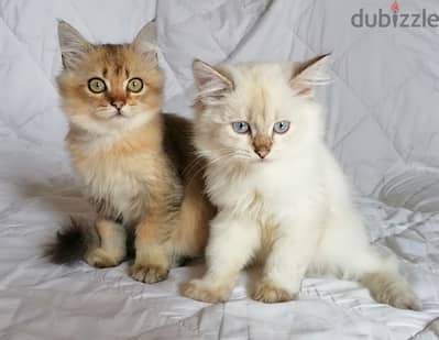 scottish golden male سكوتش جولدن
