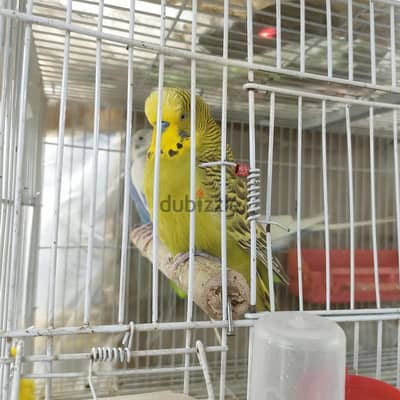 انصاص