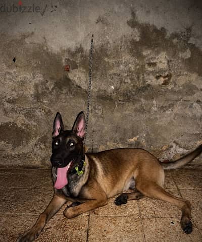 Malino dogدكر مالينو