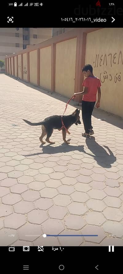 للبيع ذكر جيرمن شيبرد لونج هير 4شهور