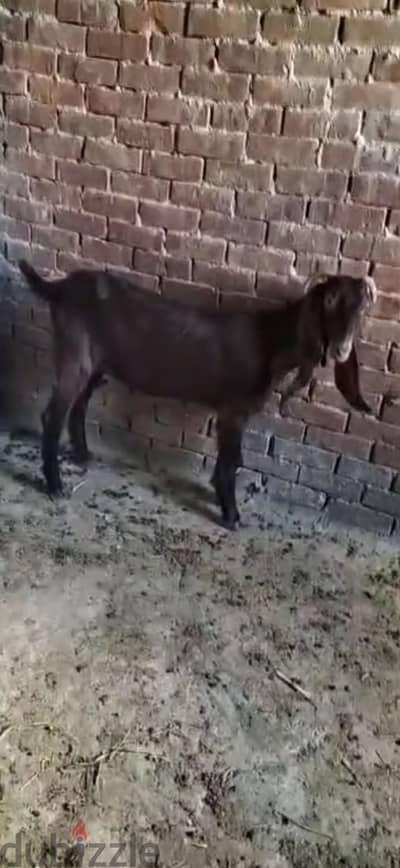 معزه خليط قبرصي عالي