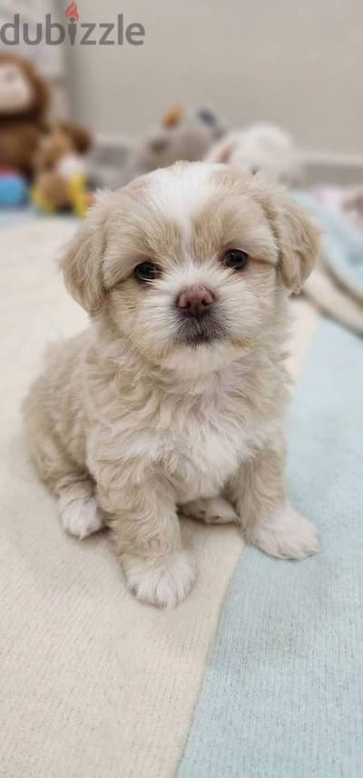 Breed: Purebred Shih Tzu