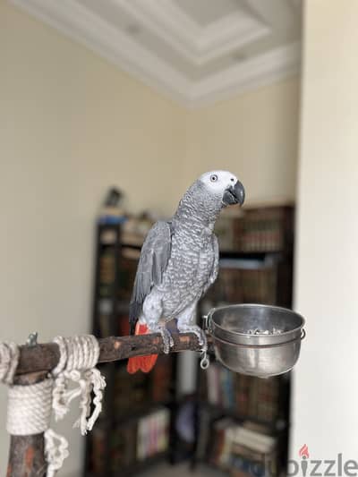 ببغاء زنجباري كاسكو سوبر جامبو متكلم | African Grey Parrot