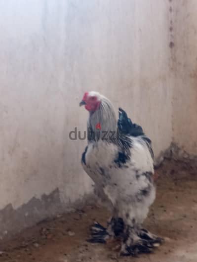 ديك براهما