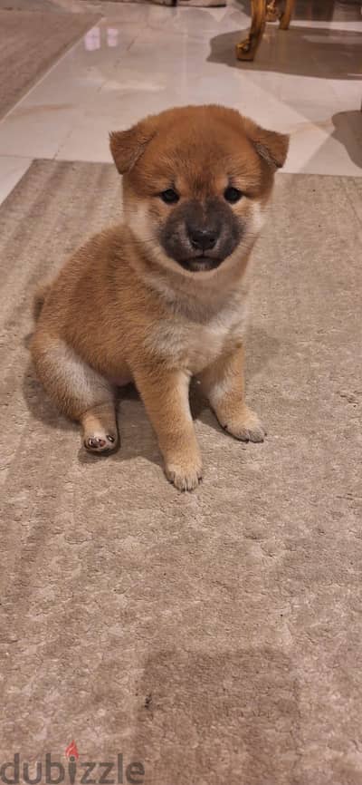 Shiba Innu Puppies