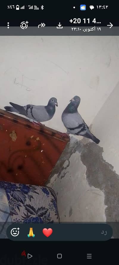 حمام زاجل