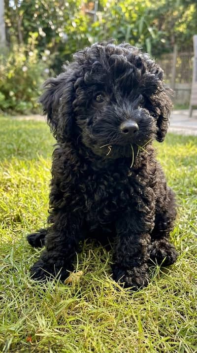كلاب توي بودل إناث بيور مطعمة بالكامل - Toy Poodle Females