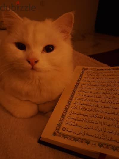 قطه بريطاني للتبني