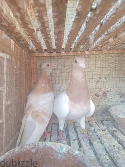 جمعيات