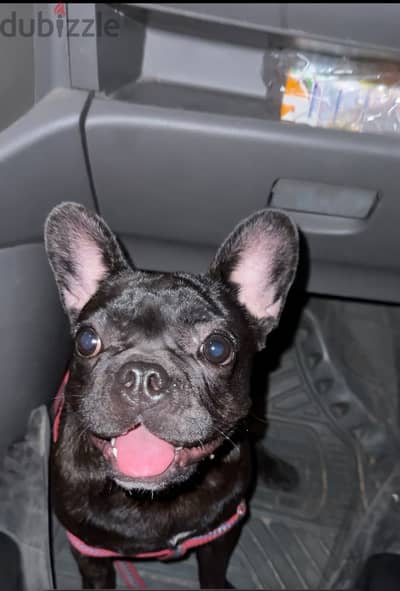 بنت فرنش بولدوج french bulldog