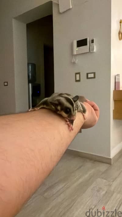 Suger glider female 4 month old