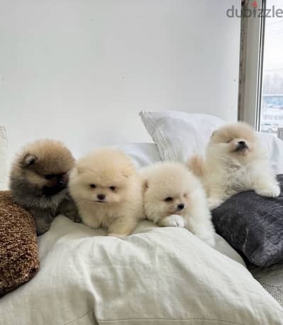 Pomeranian puppies teacup تب كب بومرينيان toy poodle توي بودل