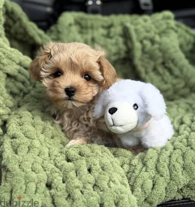 Maltipoo - toy poodle مالتي بو — توي بودل