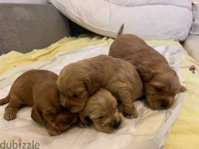 Cocker spaniel كوكر