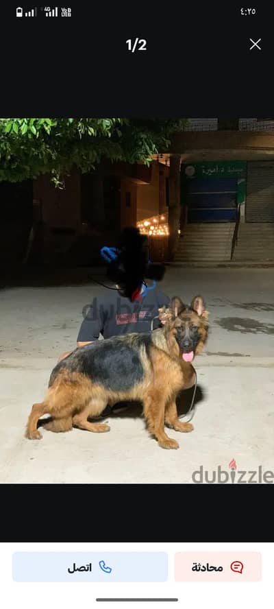 نتاية جيرمن حايضة