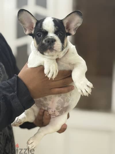French bulldog puppy فرنش بولدوج